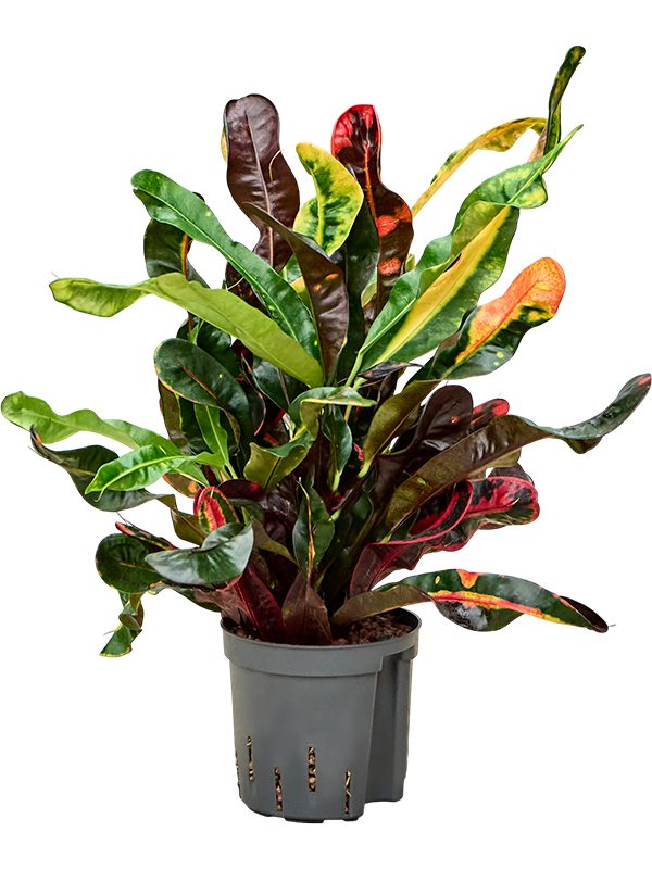 Croton (Codiaeum) variegatum 'Mammi'