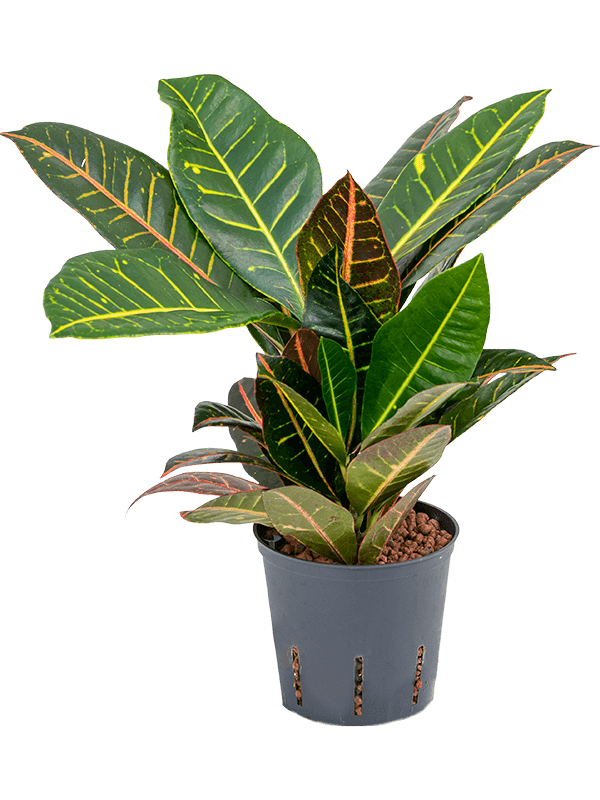 Croton (Codiaeum) variegatum 'Petra'