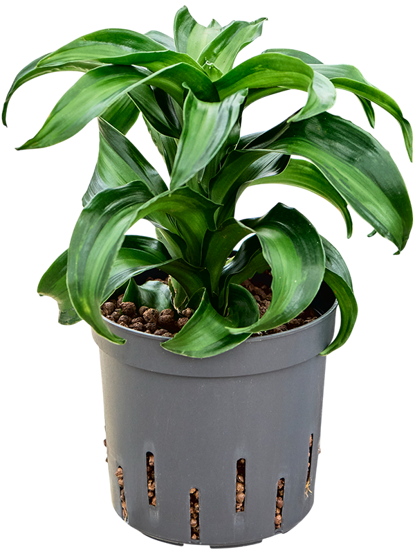 Dracaena fragrans 'Black Kanzi'