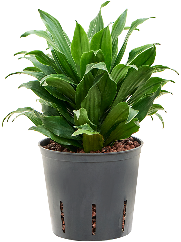 Dracaena fragrans 'Compacta'