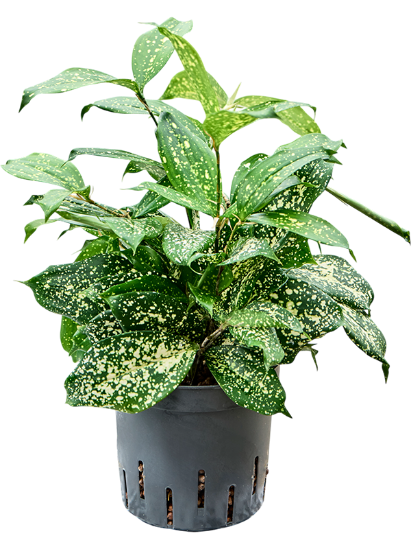 Dracaena godseffiana 'Florida beauty'