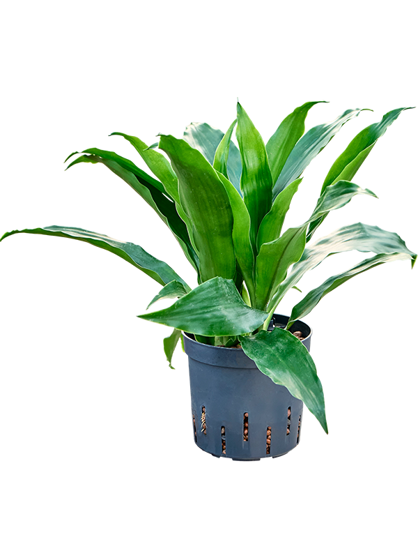 Dracaena fragrans 'Janet Craig'