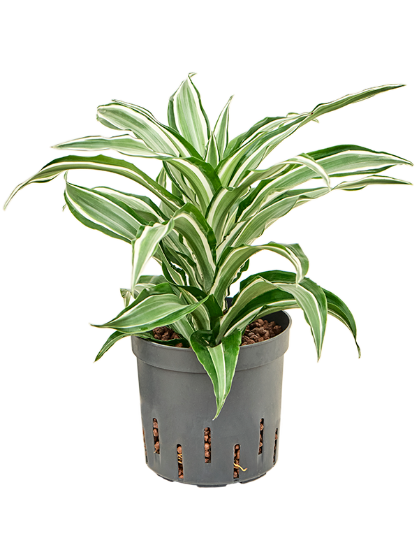 Dracaena fragrans 'Kanzi'