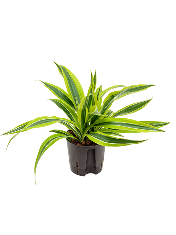Dracaena fragrans 'Lemon Lime'