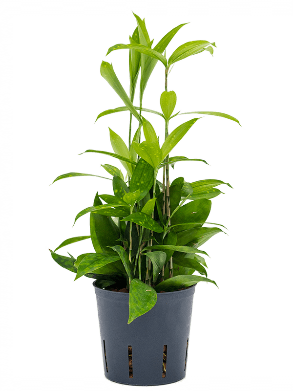 Dracaena surculosa