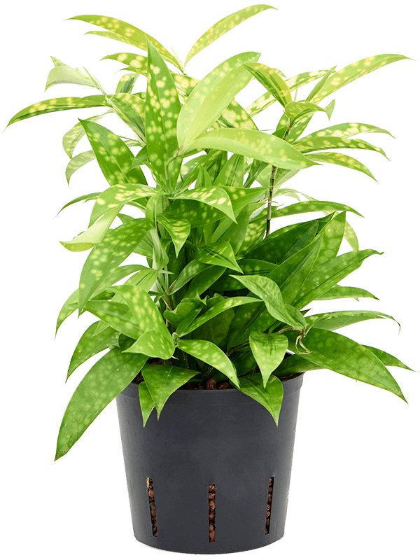 Dracaena surculosa 'Mike'