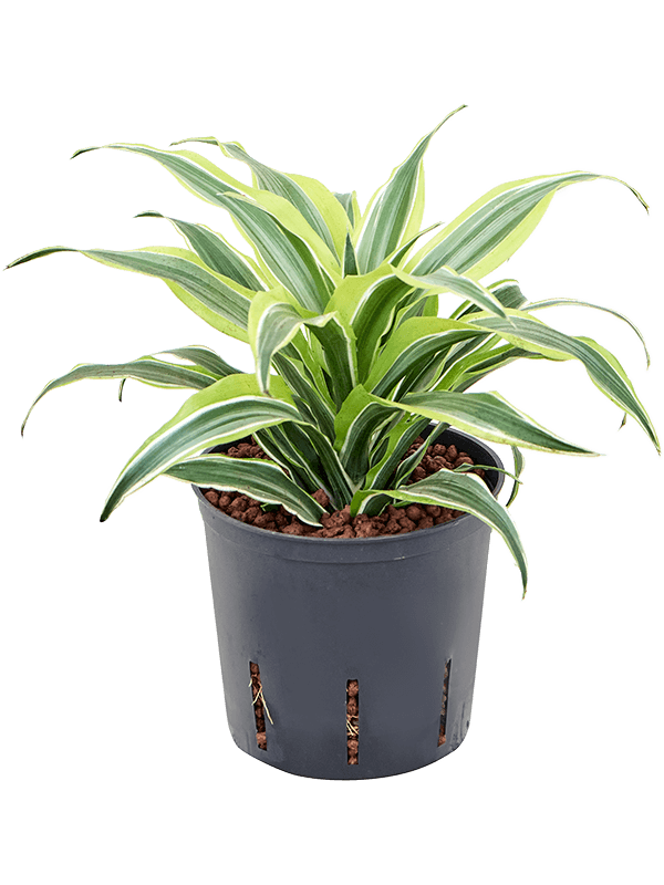 Dracaena fragrans 'Surprise'