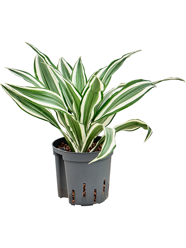 Dracaena deremensis 'White Jewel'