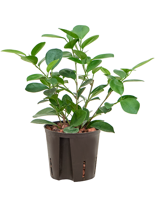 Ficus microcarpa 'Moclame'