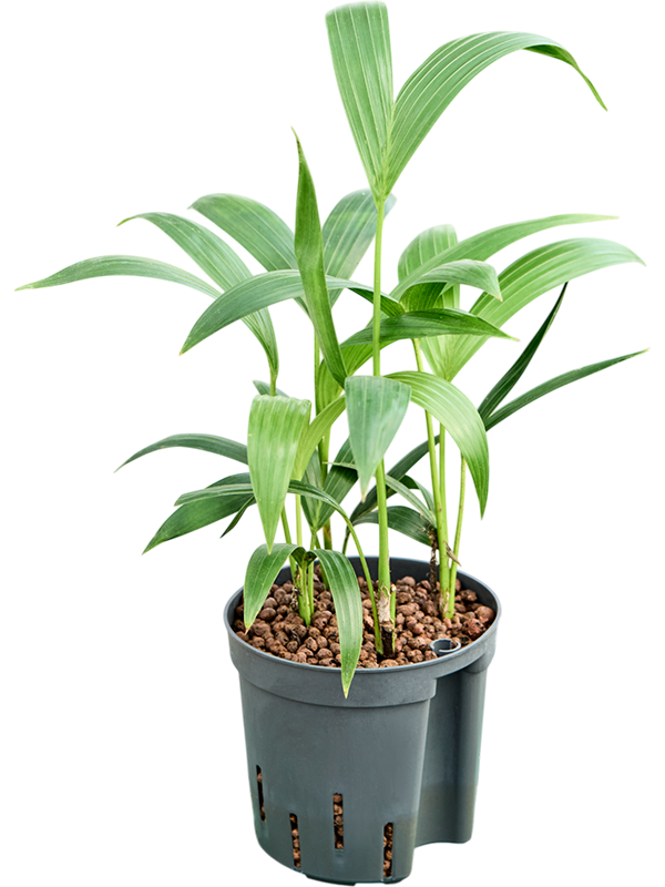 Kentia (Howea) forsteriana