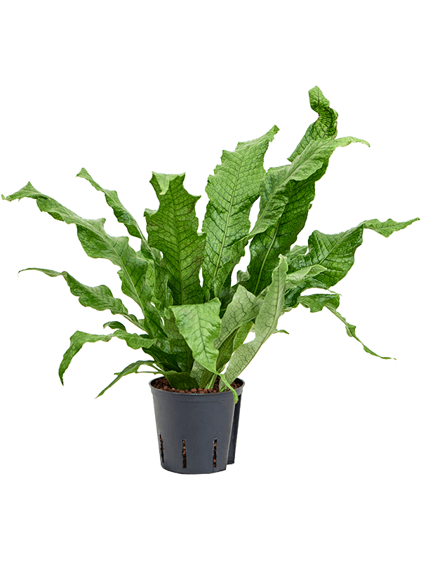 Microsorum 'crocodyllus'