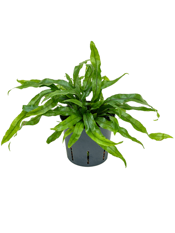 Microsorum diversifolium