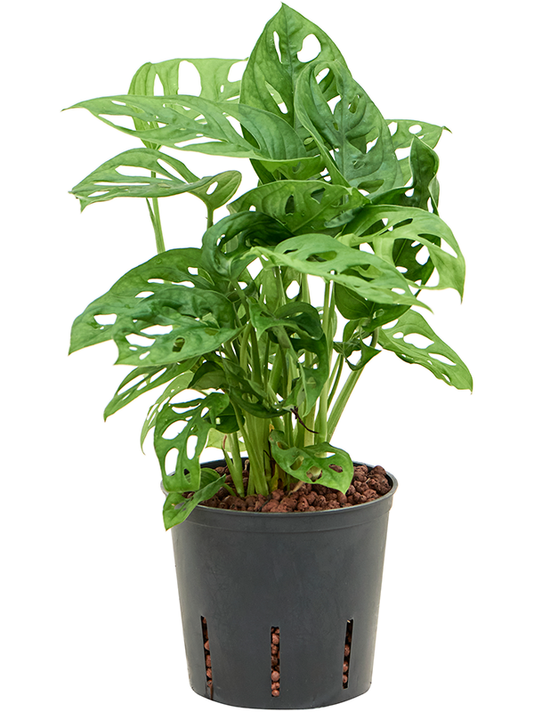 Monstera obliqua