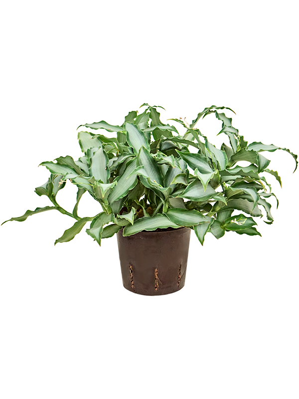 Murdannia bright star