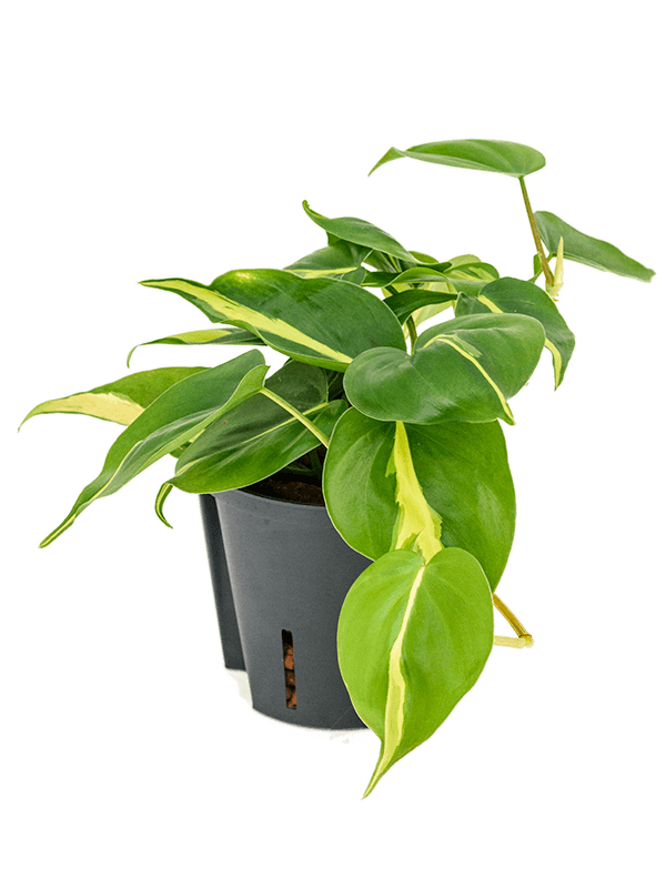 Philodendron scandens 'Brasil'