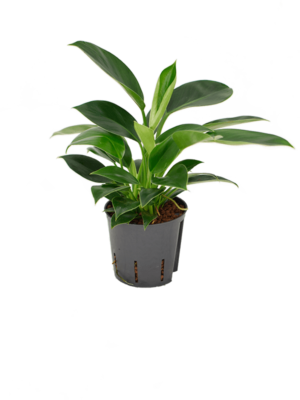 Philodendron 'Green Princess'