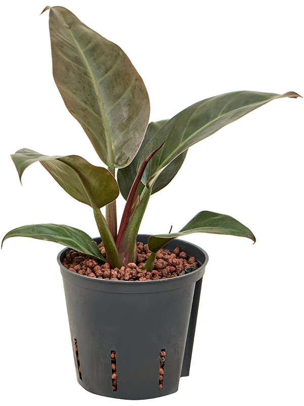 Philodendron 'Imperial Red'