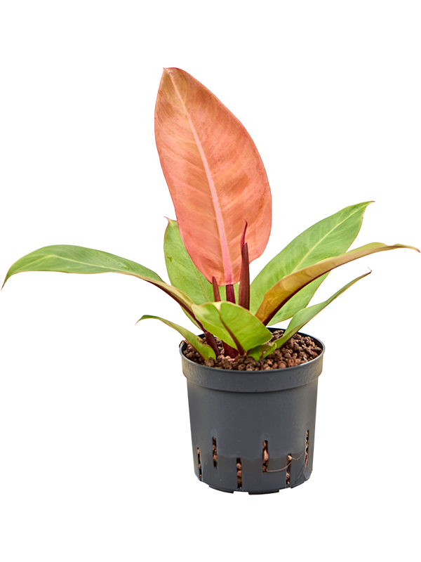 Philodendron 'Prince of Orange'
