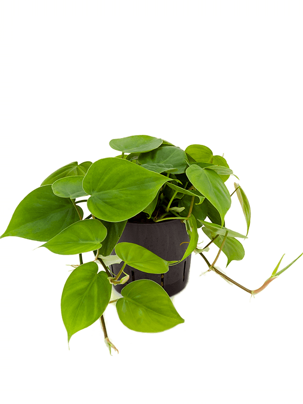 Philodendron scandens