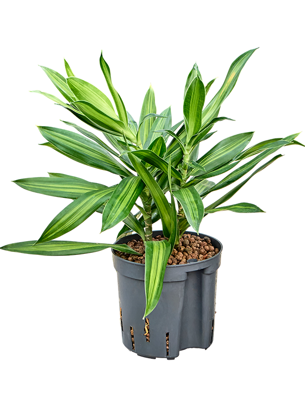 Pleomele (Dracaena) reflexa 'Song of Jamaica'