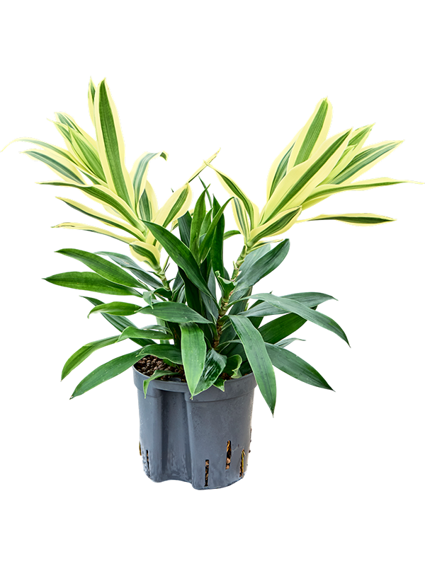 Pleomele (Dracaena) reflexa 'Song of Sri Lanka'
