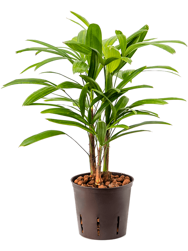 Rhapis excelsa