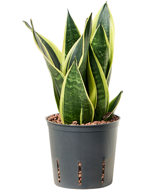 Sansevieria trifasciata 'Canary'