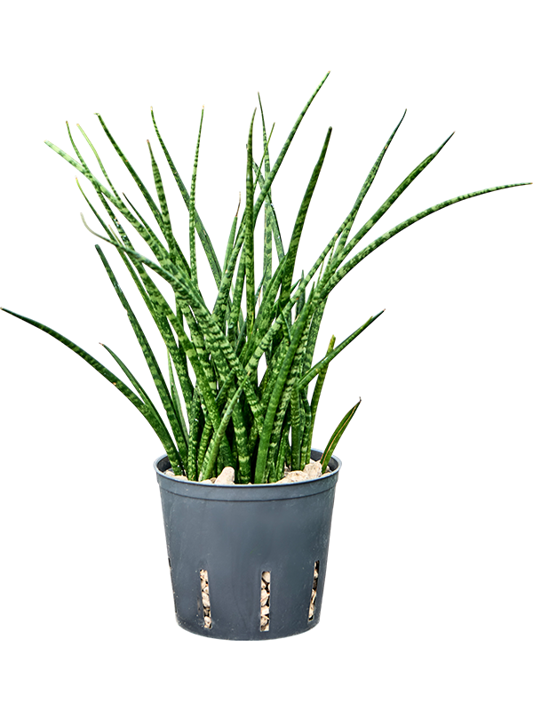 Sansevieria kirkii 'Fernwood'