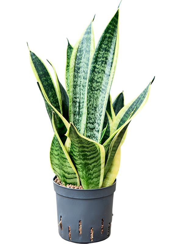 Sansevieria trifasciata 'Futura Superba'