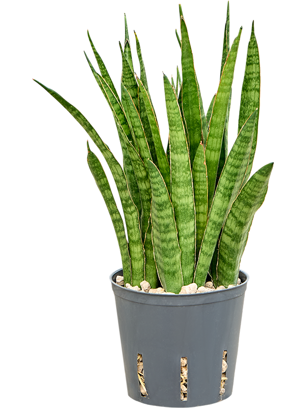 Sansevieria kirkii