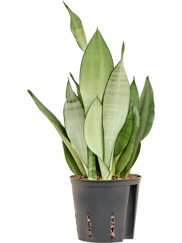 Sansevieria trifasciata 'Moonshine'