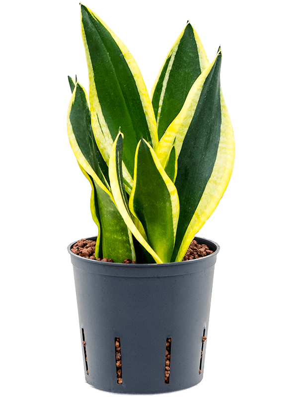 Sansevieria trifasciata 'Super Flame'