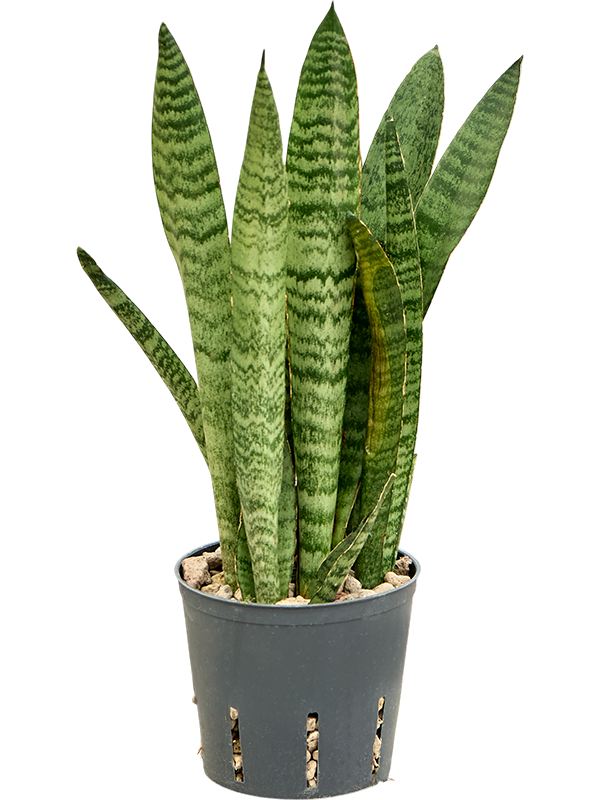 Sansevieria zeylanica 'Narrow'