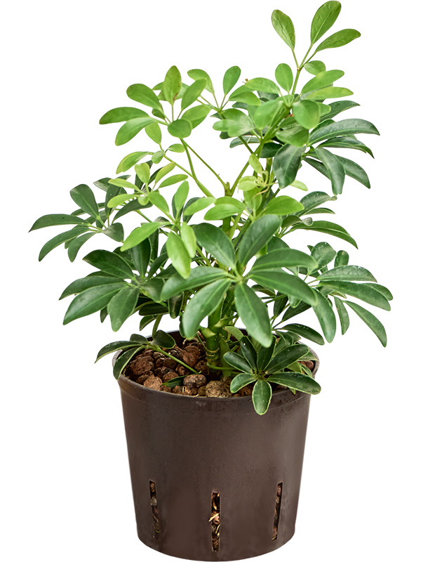 Schefflera arboricola 'Luseana'