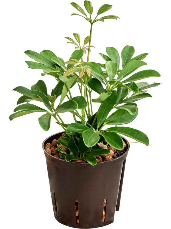 Schefflera arboricola 'Compacta'