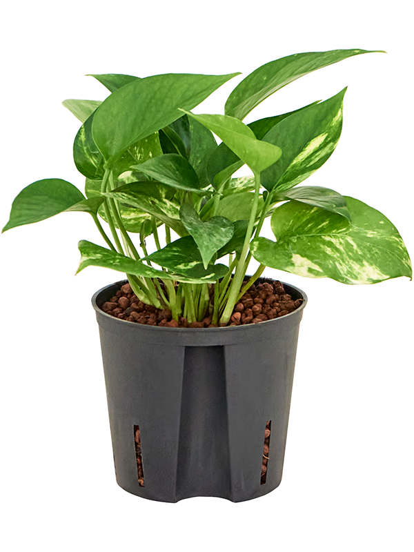 Scindapsus (Epipremnum) 'Aureum'