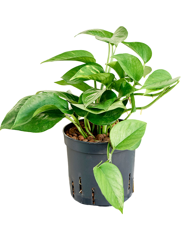 Scindapsus (Epipremnum) 'Aureum'