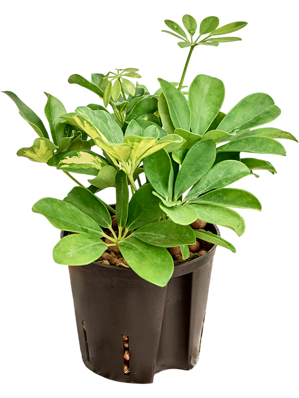 Schefflera arboricola 'Gold Capella'