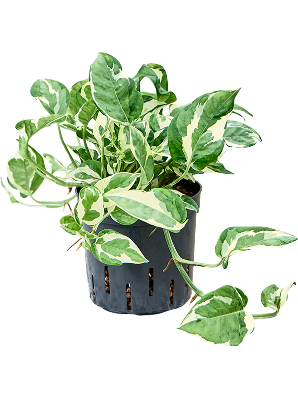 Scindapsus (Epipremnum) 'Glacier'