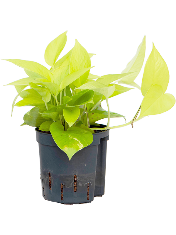 Scindapsus (Epipremnum) 'Golden pothos'