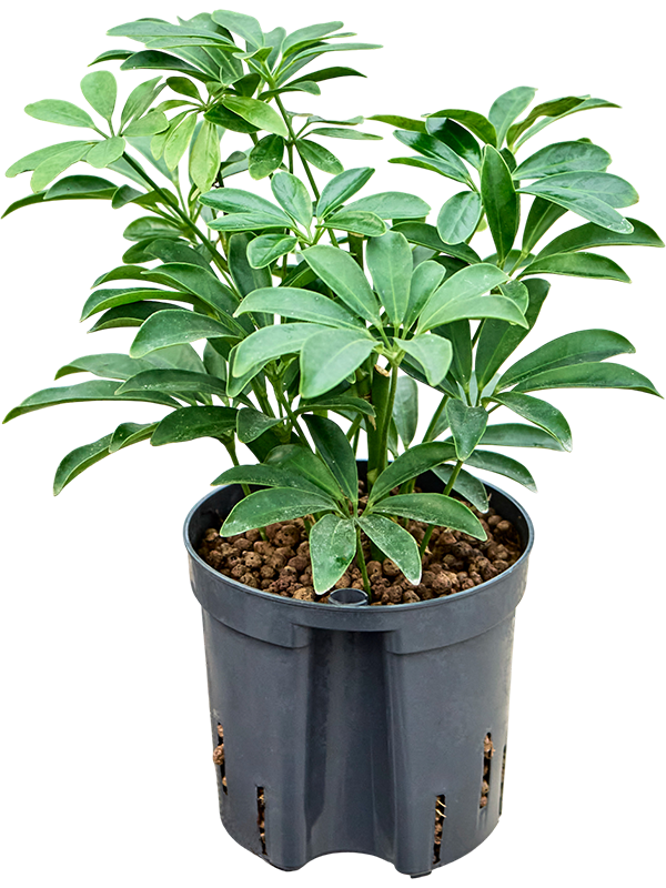 Schefflera arboricola 'Luseana'