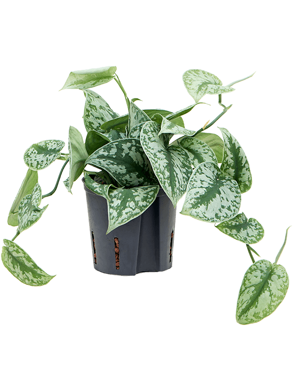 Scindapsus pictus 'Trebie'