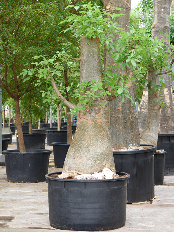 Adansonia digitata
