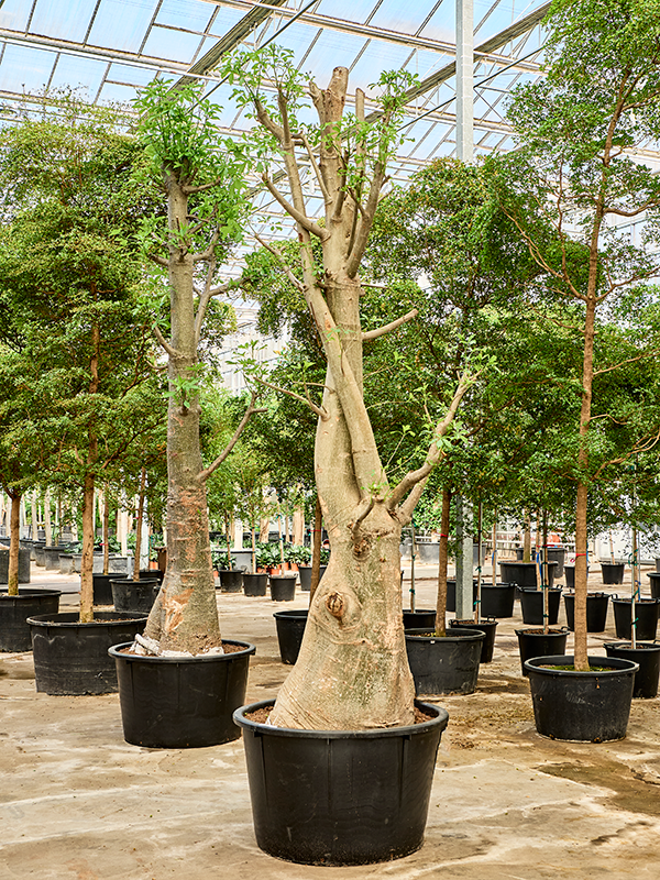 Adansonia digitata
