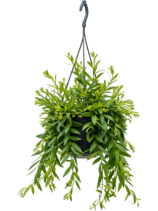 Aeschynanthus 'Japhrolepis'