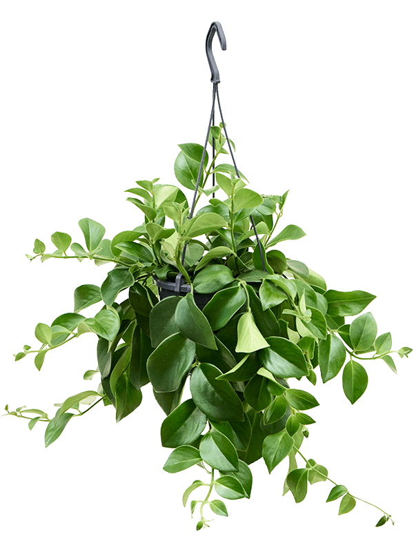 Aeschynanthus 'Mona Lisa'