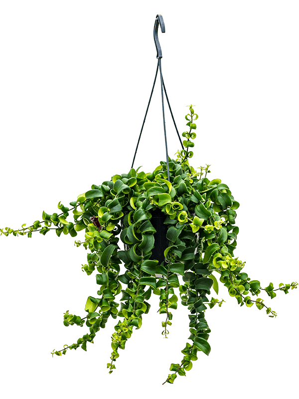 Aeschynanthus 'Rasta'