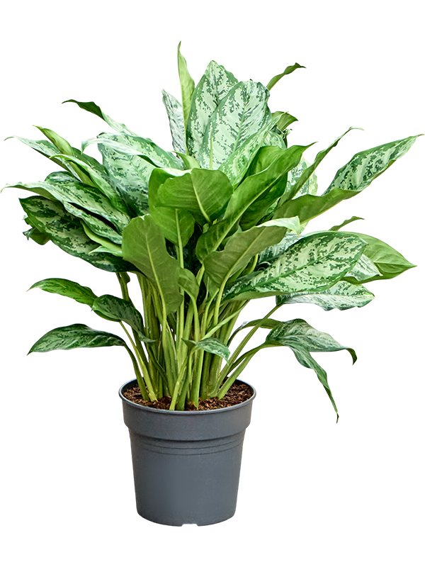 Aglaonema 'Chantal'