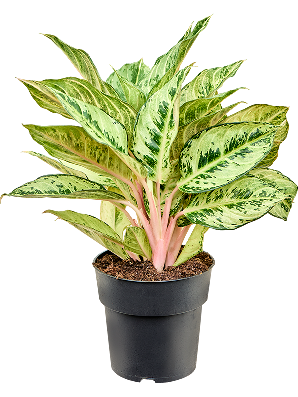 Aglaonema 'Chartreuse Pretty'