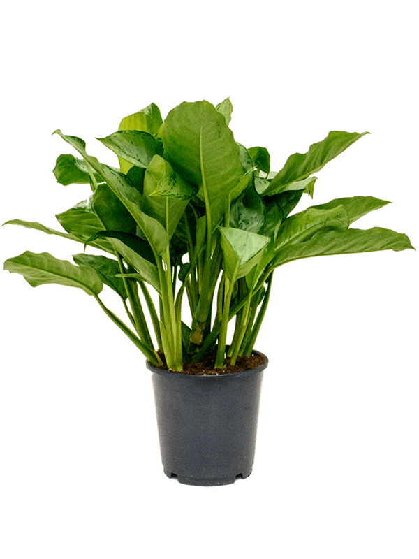 Aglaonema 'Freedman'
